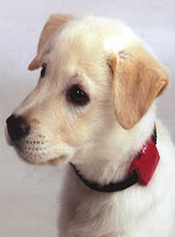 Can be used on pets with available collar adapter sold separately.